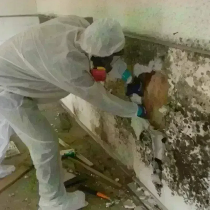 Mold Remediation and Removal in Piketon, OH